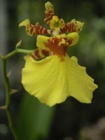 oncidium_hibrido.jpg